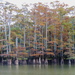 Baldcypress - Photo (c) Kent C. Jensen, some rights reserved (CC BY-NC), uploaded by Kent C. Jensen