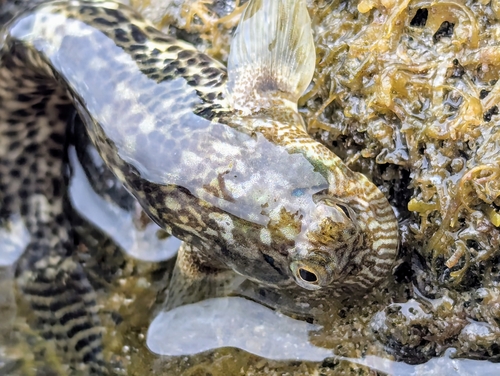 Lemuria rockskipper (Entomacrodus lemuria) — Blenniidae — 4