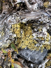 Gyalolechia xanthostigmoidea