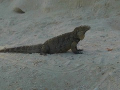 Cyclura nubila