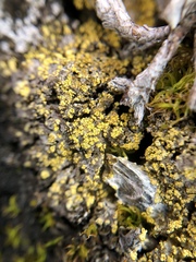 Gyalolechia xanthostigmoidea