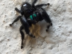 Phidippus audax