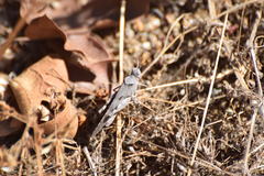 Trimerotropis thalassica