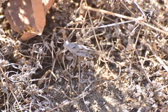 Trimerotropis thalassica