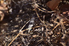 Trimerotropis thalassica