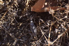 Trimerotropis thalassica