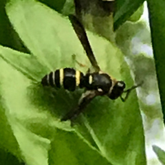 Euodynerus foraminatus