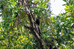 Crypsirina temia