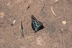 Graphium arycles