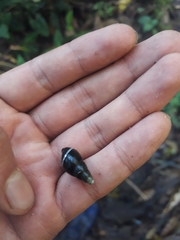 Zoniferella albobalteata