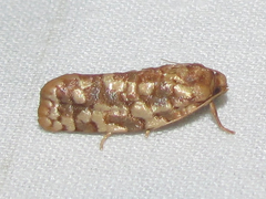 Choristoneura houstonana