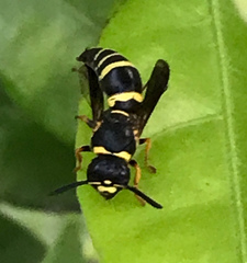 Euodynerus foraminatus