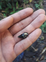 Zoniferella albobalteata