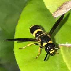 Euodynerus foraminatus