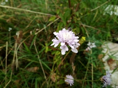Cephalaria transsylvanica