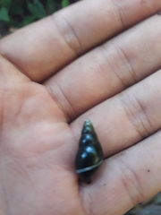 Zoniferella albobalteata