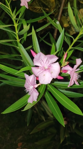 oleander