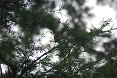 Trachyphonus darnaudii