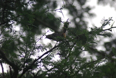 Trachyphonus darnaudii