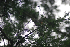 Trachyphonus darnaudii