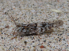 Trimerotropis huroniana