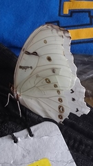 Morpho polyphemus