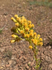Solidago spectabilis