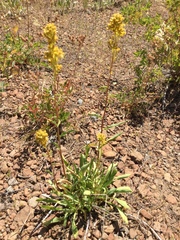 Solidago spectabilis