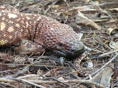 Heloderma horridum