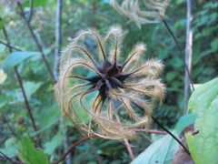 Clematis cumberlandensis