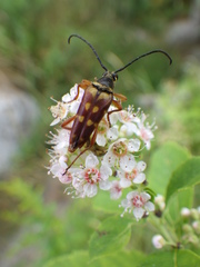 Typocerus velutinus