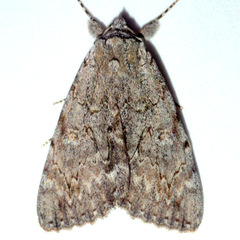 Catocala habilis