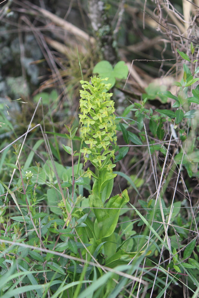 Habenaria strictissima