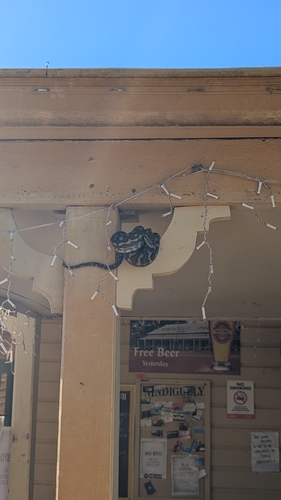 Coastal Carpet Python sighting