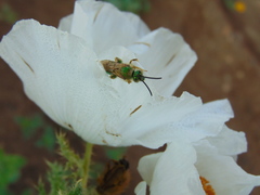 Paragapostemon coelestinus