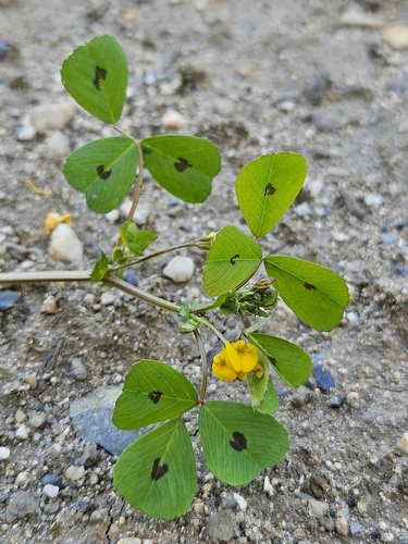 Medicago arabica iNat (2)