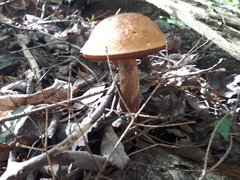 Boletus subvelutipes glabripes