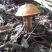 Boletus subvelutipes glabripes - Photo (c) peterandwendyfilipowich, osa oikeuksista pidätetään (CC BY-NC)