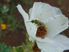 Paragapostemon coelestinus