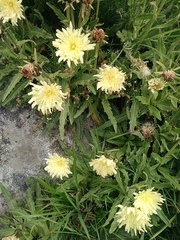 Schlagintweitia intybacea