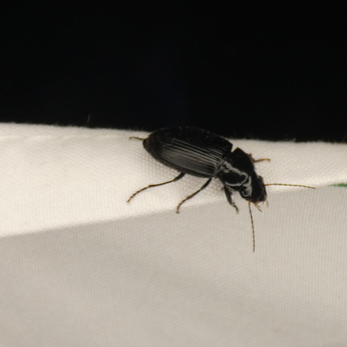 Notiobia brevicollis