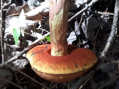Boletus subvelutipes glabripes