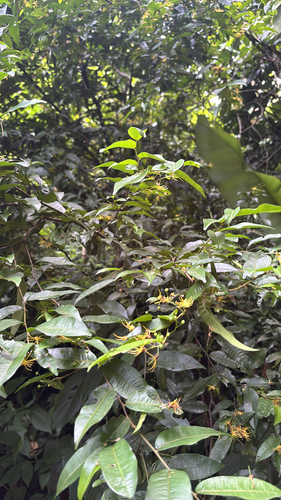 Foto de Cumarurana