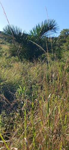 Foto de Gomeira
