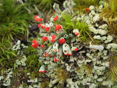 Cladonia incrassata