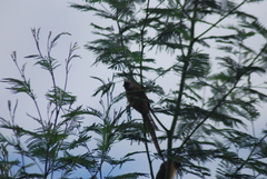 Urocolius macrourus
