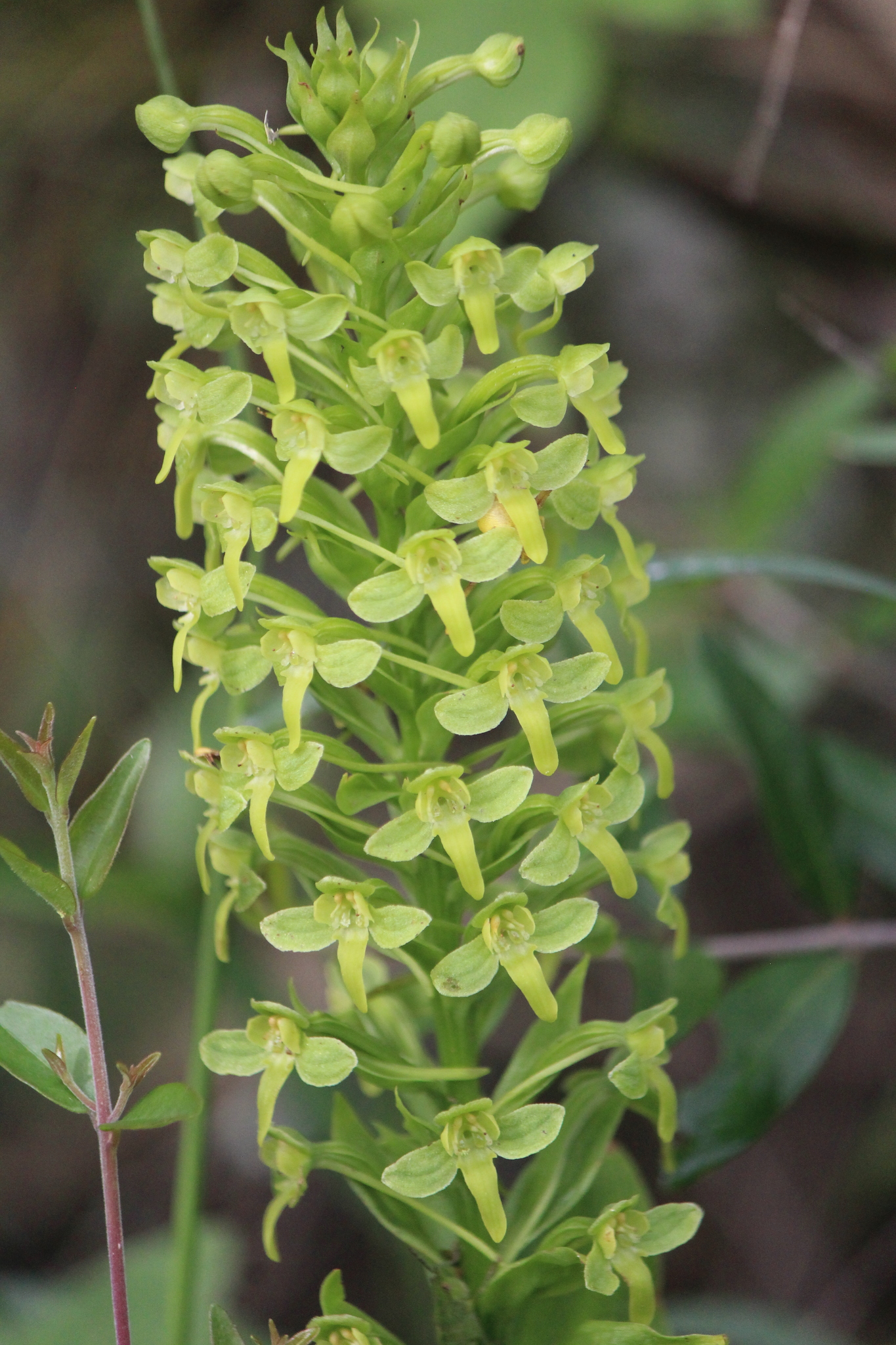 Habenaria strictissima