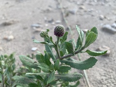 Sphaeranthus indicus, photograph (c) Apichart Songsangchun, some rights reserved (CC BY)