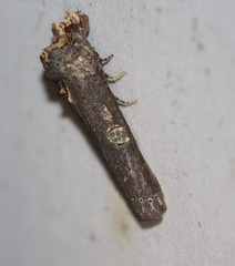Ortholomia moluccana