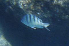 Abudefduf abdominalis